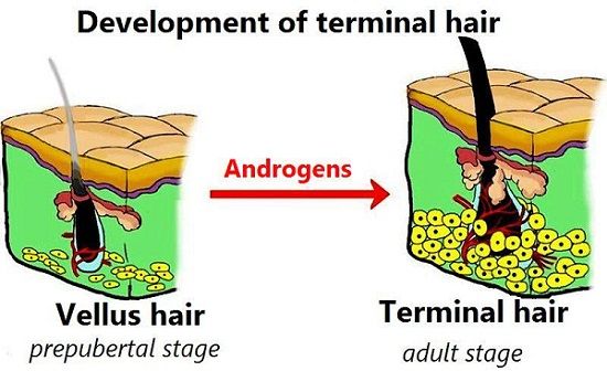 Terminal Hairs vellus hairs