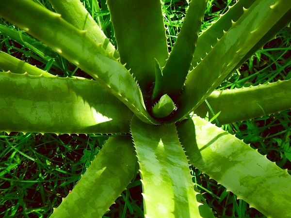 Benefits Of Aloe Vera On Face Overnight