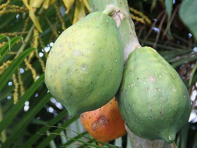 unripe papaya for irregular periods